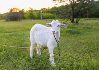 Portrait of goat eating a grass on meadow