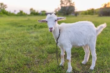 Portrait of goat eating a grass on meadow
