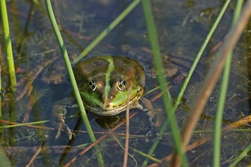 Schwimmender Teichfrosch zwischen Pflanzen 
