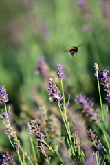 Hummel fliegt im Lavendel 3