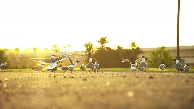 Flock of Sea Birds Taking Flight backlit by orange sunlight, super slow motion