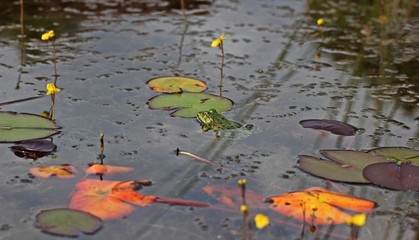 Schwimmender Teichfrosch (Pelophylax esculentus) zwischen blühendem Wasserschlauch (Utricularia...