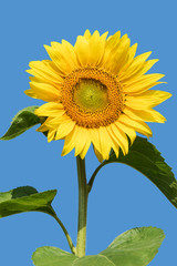 Blooming sunflower in the blue sky background