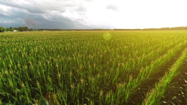 Aerial: Flying over a golden corn field in beautiful farmland with sun illuminating the field. 
