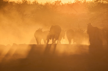 Zebras walking into a dusty sunset