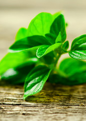 fresh organic oregano