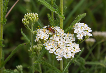 Beetle sitting on the white flowers. Fields and meadows