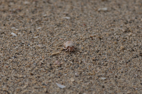 Hermit crab - Stock image