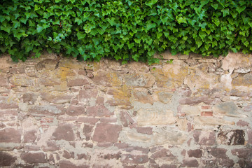 Steinwand mit Efeu bewachsen