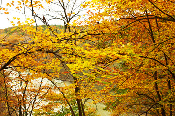 Autumn yellow leaves background