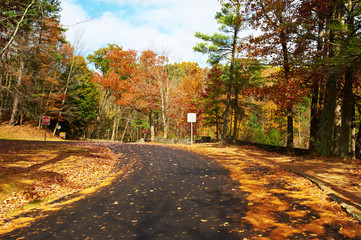 Autumn scene with road in forest
