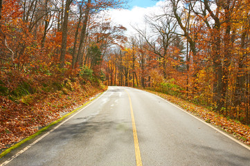 Autumn scene with road