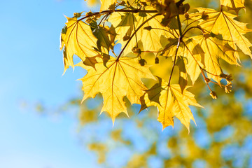 Autumn yellow leaves background