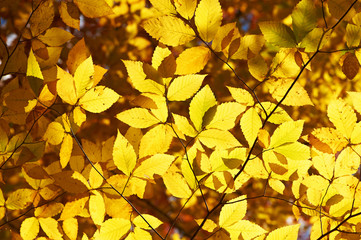 Autumn yellow leaves background