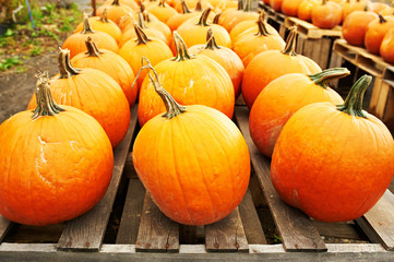 Pumpkins for sale