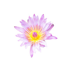 Lotus flower isolated on white background. This has clipping pat