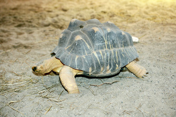 Radiated tortoise  (Astrochelys radiata)