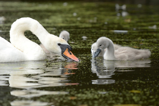 Mute Swan - female with nestlings