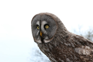 owl  (Strigiformes)