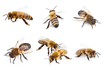 Fotobehang Bee, Honey Bee, Insect. © BillionPhotos.com