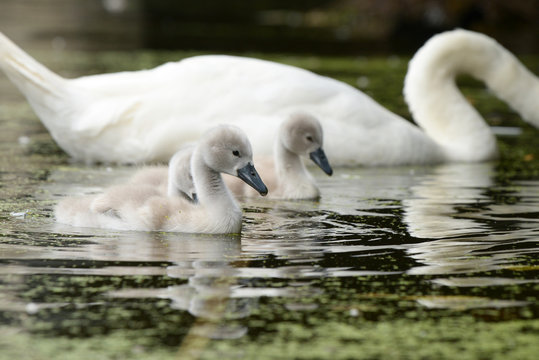 Mute Swan - female with nestlings