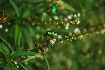 scarabée en inde