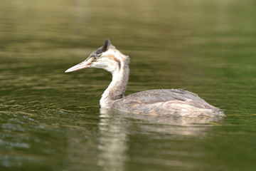 Great Crested Grebe - young bird