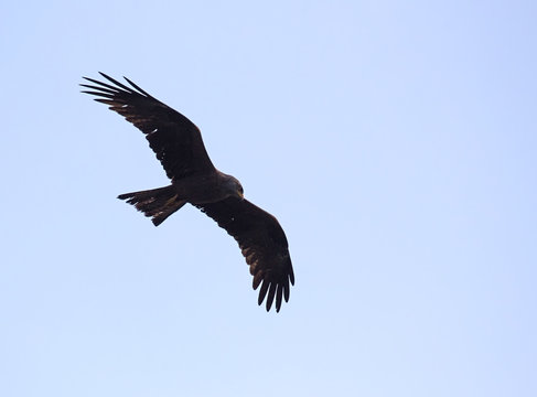 A black kite (Milvus migrans) foraging