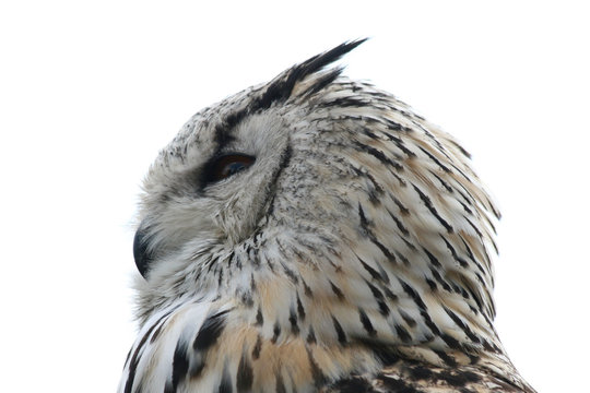  Owl  (Strigiformes)