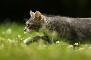 Schleichender junger Kater