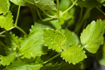 fresh lemon balm leaves plants