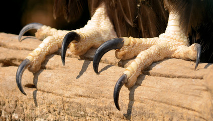 Macro photo of the Eagle's claws. The powerful talons of an eagle close-up. 