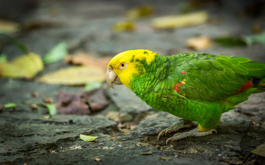 Yellow-headed Amazon Parrot