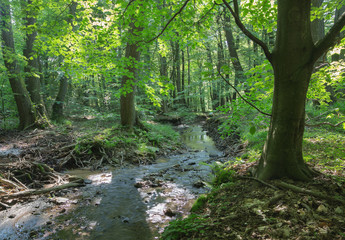 creek in forest of Little Carpathian - Slovakia