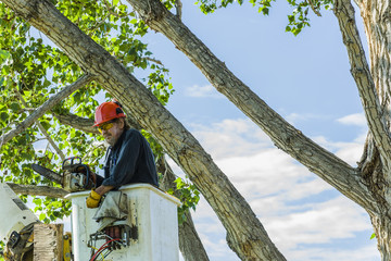 Tree trimmer at work