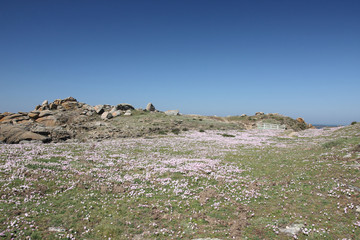 Ile d'Yeu, pelouse de la pointe du chatelet 
