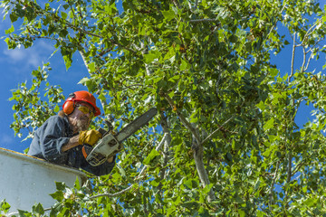 Tree Surgeon at work