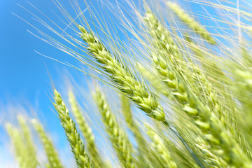 Wheat on blue sky background