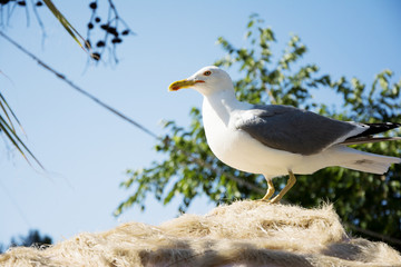 Seagull on the roof