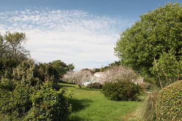 Ile d'Yeu, verger à Port Joinville