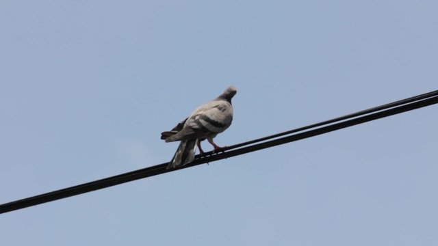 pigeons on the power line