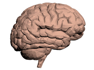 Brain