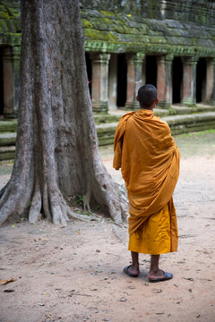Buddhist monk stands beside a strangler fig tree on the grounds of an old temple at Angkor Wat