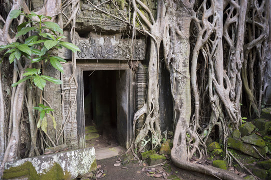 Angkor Wat jungle temple Ta Prohm dark entrance ruins overgrown with the roots of strangler fig trees