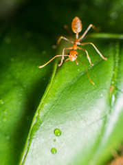 red ant