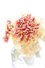 ガイラルディアとフロックス