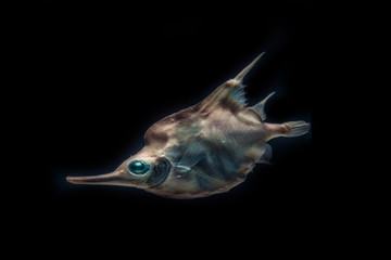 Deep-Sea fish