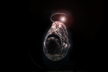 Deep-Sea fish © superjoseph