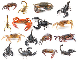 Scorpion and crab isolated on white background