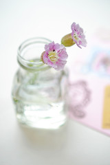 Fototapeta na wymiar ガラス瓶に挿したシレネの花